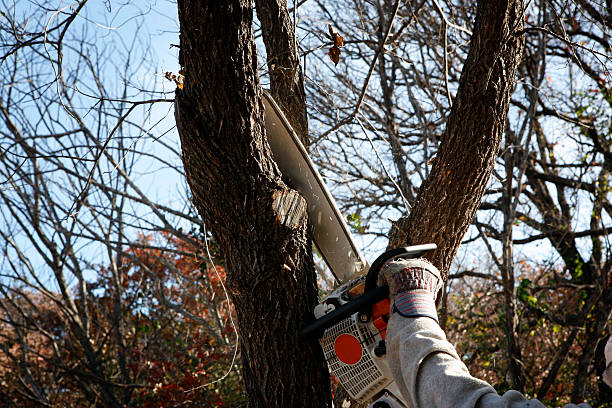 Best Emergency Tree Removal  in Roswell, NM